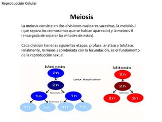 La meiosis consiste en dos divisiones nucleares sucesivas, la meioisis I
(que separa los cromosomas que se habían apareado) y la meiosis II
(encargada de separar las mitades de estos).
Cada división tiene las siguientes etapas: profase, anafase y telofase.
Finalmente, la meiosis combinada con la fecundación, es el fundamento
de la reproducción sexual.
Meiosis
Reproducción Celular
 