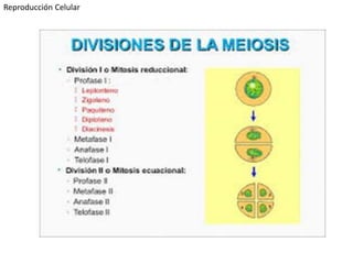 Reproducción Celular
 