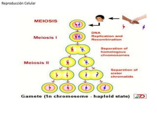 Reproducción Celular
 
