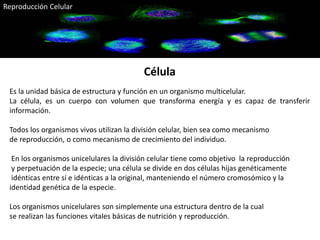 Es la unidad básica de estructura y función en un organismo multicelular.
La célula, es un cuerpo con volumen que transforma energía y es capaz de transferir
información.
Todos los organismos vivos utilizan la división celular, bien sea como mecanismo
de reproducción, o como mecanismo de crecimiento del individuo.
En los organismos unicelulares la división celular tiene como objetivo la reproducción
y perpetuación de la especie; una célula se divide en dos células hijas genéticamente
idénticas entre sí e idénticas a la original, manteniendo el número cromosómico y la
identidad genética de la especie.
Los organismos unicelulares son simplemente una estructura dentro de la cual
se realizan las funciones vitales básicas de nutrición y reproducción.
Reproducción Celular
Célula
 