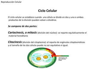 El ciclo celular se establece cuando una célula se divide en dos y uno o ambos
productos de la división pueden volver a dividirse.
Se compone de dos partes:
Cariocinesis, o mitosis (división del núcleo): se reparte equitativamente el
material hereditario
Citocinesis (división del citoplasma): el reparto de orgánulos citoplasmáticos
y el tamaño de las dos células puede no ser equitativo ni igual.
Ciclo Celular
Reproducción Celular
 