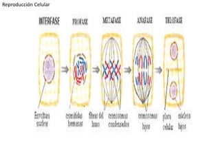 Reproducción Celular
 