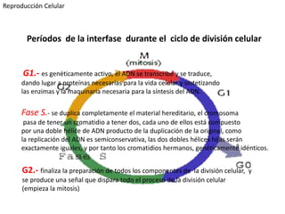 Períodos de la interfase durante el ciclo de división celular
G1.- es genéticamente activo, el ADN se transcribe y se traduce,
dando lugar a proteínas necesarias para la vida celular y sintetizando
las enzimas y la maquinaria necesaria para la síntesis del ADN.
Fase S.- se duplica completamente el material hereditario, el cromosoma
pasa de tener un cromatidio a tener dos, cada uno de ellos está compuesto
por una doble hélice de ADN producto de la duplicación de la original, como
la replicación del ADN es semiconservativa, las dos dobles hélices hijas serán
exactamente iguales, y por tanto los cromatidios hermanos, genéticamente idénticos.
G2.- finaliza la preparación de todos los componentes de la división celular, y
se produce una señal que dispara todo el proceso de la división celular
(empieza la mitosis)
Reproducción Celular
 