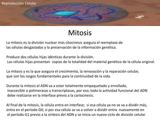 Mitosis
La mitosis es la división nuclear más citocinesis asegura el reemplazo de
las células desgastadas y la preservación de la información genética.
Produce dos células hijas idénticas durante la división.
Las células hijas presentan copias de la totalidad del material genético de la célula original.
La mitosis y es la que asegura el crecimiento, la renovación y la reparación celular,
que son los rasgos fundamentales para la continuidad de la vida.
Durante la mitosis el ADN va a estar totalmente empaquetado y enrollado,
inaccesible a polimerasas y transcriptasas, por eso, toda la actividad funcional del ADN
debe realizarse en la interfase previa a la cariocinesis.
Al final de la mitosis, la célula entra en interfase; si esa célula ya no se va a dividir más,
entra en el período G0; si por esa célula se va a volver a dividir entra nuevamente en
el período G1 previo a la síntesis del ADN y se inicia un nuevo ciclo de división celular.
Reproducción Celular
 