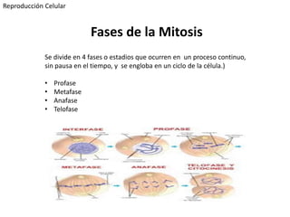 Se divide en 4 fases o estadios que ocurren en un proceso continuo,
sin pausa en el tiempo, y se engloba en un ciclo de la célula.)
• Profase
• Metafase
• Anafase
• Telofase
Fases de la Mitosis
Reproducción Celular
 