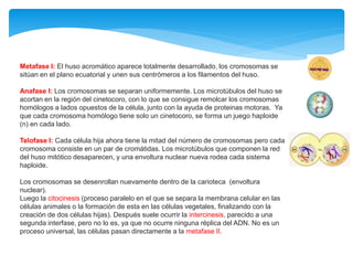 Metafase I: El huso acromático aparece totalmente desarrollado, los cromosomas se
sitúan en el plano ecuatorial y unen sus centrómeros a los filamentos del huso.
Anafase I: Los cromosomas se separan uniformemente. Los microtúbulos del huso se
acortan en la región del cinetocoro, con lo que se consigue remolcar los cromosomas
homólogos a lados opuestos de la célula, junto con la ayuda de proteinas motoras. Ya
que cada cromosoma homólogo tiene solo un cinetocoro, se forma un juego haploide
(n) en cada lado.
Telofase I: Cada célula hija ahora tiene la mitad del número de cromosomas pero cada
cromosoma consiste en un par de cromátidas. Los microtúbulos que componen la red
del huso mitótico desaparecen, y una envoltura nuclear nueva rodea cada sistema
haploide.
Los cromosomas se desenrollan nuevamente dentro de la carioteca (envoltura
nuclear).
Luego la citocinesis (proceso paralelo en el que se separa la membrana celular en las
células animales o la formación de esta en las células vegetales, finalizando con la
creación de dos células hijas). Después suele ocurrir la intercinesis, parecido a una
segunda interfase, pero no lo es, ya que no ocurre ninguna réplica del ADN. No es un
proceso universal, las células pasan directamente a la metafase II.
 