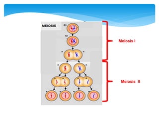 Meiosis I
Meiosis II
 