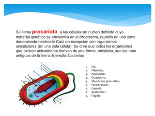 1. Pili.
2. Plásmido.
3. Ribosomas.
4. Citoplasma.
5. Membrana plasmática.
6. Pared celular.
7. Capsula.
8. Nucleoides.
9. Flagelo.
Se llama procariota a las células sin núcleo definido cuyo
material genético se encuentra en el citoplasma, reunido en una zona
denominada necleoide Casi sin excepción son organismos
unicelulares (en una sola célula). Se cree que todos los organismos
que existen actualmente derivan de una forma unicelular, son las mas
antiguas de la tierra. Ejemplo: bacterias
 
