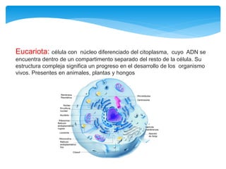 Eucariota: célula con núcleo diferenciado del citoplasma, cuyo ADN se
encuentra dentro de un compartimento separado del resto de la célula. Su
estructura compleja significa un progreso en el desarrollo de los organismo
vivos. Presentes en animales, plantas y hongos
 