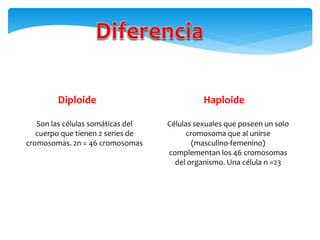 Son las células somáticas del
cuerpo que tienen 2 series de
cromosomas. 2n = 46 cromosomas
Células sexuales que poseen un solo
cromosoma que al unirse
(masculino-femenino)
complementan los 46 cromosomas
del organismo. Una célula n =23
Diploide Haploide
 