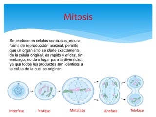 Mitosis
Se produce en células somáticas, es una
forma de reproducción asexual, permite
que un organismo se clone exactamente
de la célula original, es rápido y eficaz, sin
embargo, no da a lugar para la diversidad;
ya que todos los productos son idénticos a
la célula de la cual se originan.
Profase Metafase Anafase TelofaseInterfase
 