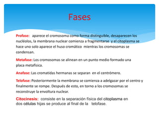 Fases
Profase: aparece el cromosoma como forma distinguible, desaparecen los
nucléolos, la membrana nuclear comienza a fragmentarse y el citoplasma se
hace uno solo aparece el huso cromático mientras los cromosomas se
condensan.
Metafase: Los cromosomas se alinean en un punto medio formado una
placa metafísica.
Anafase: Las cromatidas hermanas se separan en el centrómero.
Telofase: Posteriormente la membrana se comienza a adelgazar por el centro y
finalmente se rompe. Después de esto, en torno a los cromosomas se
reconstruye la envoltura nuclear.
Citocinesis: consiste en la separación física del citoplasma en
dos células hijas se produce al final de la telofase.
 