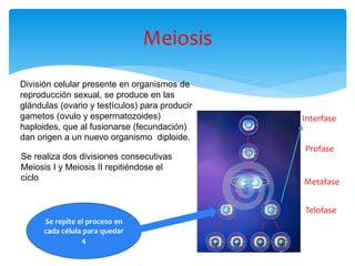 Meiosis
Se realiza dos divisiones consecutivas
Meiosis I y Meiosis II repitiéndose el
ciclo
División celular presente en organismos de
reproducción sexual, se produce en las
glándulas (ovario y testículos) para producir
gametos (ovulo y espermatozoides)
haploides, que al fusionarse (fecundación)
dan origen a un nuevo organismo diploide.
Interfase
Profase
Metafase
Telofase
Se repite el proceso en
cada célula para quedar
4
 