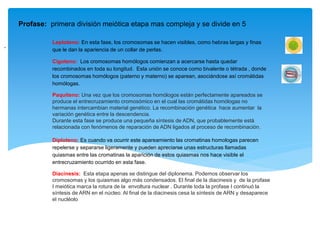 Leptoteno: En esta fase, los cromosomas se hacen visibles, como hebras largas y finas
que le dan la apariencia de un collar de perlas.
Cigoteno: Los cromosomas homólogos comienzan a acercarse hasta quedar
recombinados en toda su longitud. Esta unión se conoce como bivalente o tétrada , donde
los cromosomas homólogos (paterno y materno) se aparean, asociándose así cromátidas
homólogas.
Paquiteno: Una vez que los cromosomas homólogos están perfectamente apareados se
produce el entrecruzamiento cromosómico en el cual las cromátidas homólogas no
hermanas intercambian material genético. La recombinación genética hace aumentar la
variación genética entre la descendencia.
Durante esta fase se produce una pequeña síntesis de ADN, que probablemente está
relacionada con fenómenos de reparación de ADN ligados al proceso de recombinación.
Diploteno: Es cuando va ocurrir este apareamiento las cromatinas homologas parecen
repelerse y separarse ligeramente y pueden apreciarse unas estructuras llamadas
quiasmas entre las cromatinas la aparición de estos quiasmas nos hace visible el
entrecruzamiento ocurrido en esta fase.
Diacinesis: Esta etapa apenas se distingue del diplonema. Podemos observar los
cromosomas y los quiasmas algo más condensados. El final de la diacinesis y de la profase
I meiótica marca la rotura de la envoltura nuclear . Durante toda la profase I continuó la
síntesis de ARN en el núcleo. Al final de la diacinesis cesa la síntesis de ARN y desaparece
el nucléolo
Profase: primera división meiótica etapa mas compleja y se divide en 5
.
 
