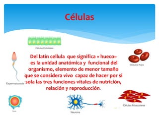 Células
Del latín cellula que significa « hueco»
es la unidad anatómica y funcional del
organismo, elemento de menor tamañ...