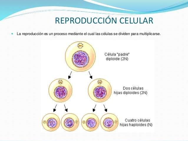 Reproduccion celular genetica