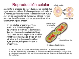 Reproducción celular En las  células procariotas  (*)  se produce la división simple por  bipartición : el ADN de la bacteria se duplica y forma dos copias idénticas. Cada copia se va a un punto de la célula y más tarde la célula se divide en dos mitades. Así se forman dos células hijas iguales, más pequeñas que la progenitora. Mediante el proceso de reproducción, las células dan lugar a nuevas células. En los organismos unicelulares, la reproducción coincide con la creación de un nuevo ser; en los pluricelulares, las nuevas células forman parte de los diferentes tejidos para sustituir a las que mueren o para crecer. (*) Hay dos tipos de células: procariotas y eucariotas. Las procariotas son más primitivas, más sencillas, con muy pocos orgánulos, con el material genético disperso en el citoplasma, no envuelto por una membrana nuclear: no tienen un verdadero núcleo. Son las bacterias. Células hijas formándose Material genético División bacteriana. 