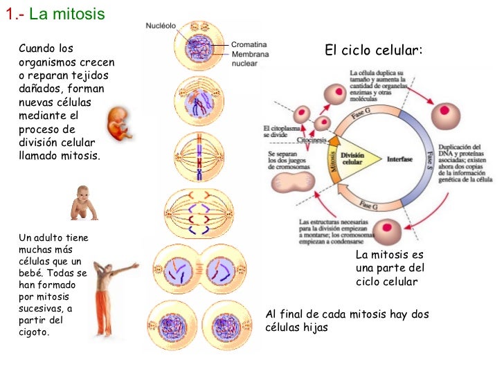 Tipo De Reproduccion De Las Celulas Eucariotas Compartir Celular