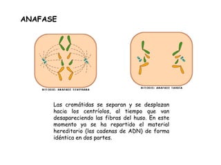 Las cromátidas se separan y se desplazan hacia los centríolos, al tiempo que van desapareciendo las fibras del huso. En este momento ya se ha repartido el material hereditario (las cadenas de ADN) de forma idéntica en dos partes. ANAFASE 