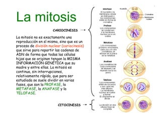 La mitosis La mitosis no es exactamente una reproducción en sí misma, sino que es un proceso de  división nuclear (cariocinesis)  que sirve para repartir las cadenas de ADN de forma que todas las células hijas que se originan tengan la MISMA INFORMACIÓN GENÉTICA que su madre y entre ellas. La mitosis es continua, sin interrupciones, relativamente rápida, que para ser estudiada se suele dividir en varias fases, que son la  PROFASE , la  METAFASE , la  ANAFASE  y la  TELOFASE . CARIOCINESIS   CITOCINESIS 