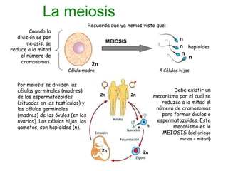 La meiosis MEIOSIS 2n n n n n haploides Por meiosis se dividen las células germinales (madres) de los espermatozoides (situadas en los testículos) y las células germinales (madres) de los óvulos (en los ovarios). Las células hijas, los gametos, son haploides (n). Célula madre 4 Células hijas Cuando la división es por meiosis, se reduce a la mitad el número de cromosomas. Recuerda que ya hemos visto que: Debe existir un mecanismo por el cual se reduzca a la mitad el número de cromosomas para formar óvulos o espermatozoides. Este mecanismo es la MEIOSIS ( del griego meios = mitad ) 2n 2n 2n 2n n n 