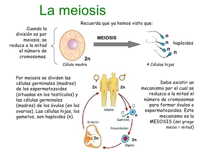 Reproduccion celular Parte 3 Meiosis