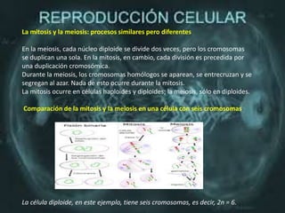 La mitosis y la meiosis: procesos similares pero diferentes
En la meiosis, cada núcleo diploide se divide dos veces, pero los cromosomas
se duplican una sola. En la mitosis, en cambio, cada división es precedida por
una duplicación cromosómica.
Durante la meiosis, los cromosomas homólogos se aparean, se entrecruzan y se
segregan al azar. Nada de esto ocurre durante la mitosis.
La mitosis ocurre en células haploides y diploides; la meiosis, sólo en diploides.
Comparación de la mitosis y la meiosis en una célula con seis cromosomas
La célula diploide, en este ejemplo, tiene seis cromosomas, es decir, 2n = 6.
 