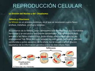 La División del Núcleo y del Citoplasma:
Mitosis y Citocinesis
La Mitosis es un proceso continuo, en el que se reconocen cuatro fases:
profase, metafase, anafase y telofase.
Al comienzo de la mitosis, cada cromosoma está formado por dos cromátidas
hermanas y se encuentra totalmente condensado. El huso mitótico está
armado y las fibras cinetocóricas están unidas a los centrómeros de los
cromosomas. Las fibras del huso separan las cromátidas hermanas, que son
conducidas a polos opuestos de la célula. Así se asegura la distribución
equitativa de la información genética entre las dos células hijas.
 