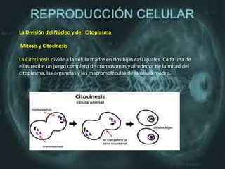 La División del Núcleo y del Citoplasma:
Mitosis y Citocinesis
La Citocinesis divide a la célula madre en dos hijas casi iguales. Cada una de
ellas recibe un juego completo de cromosomas y alrededor de la mitad del
citoplasma, las organelas y las macromoléculas de la célula madre.
 