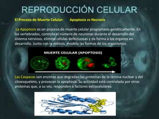 El Proceso de Muerte Celular: Apoptosis vs Necrosis
La Apoptosis es un proceso de muerte celular programada genéticamente. En
los vertebrados, controla el número de neuronas durante el desarrollo del
sistema nervioso, elimina células defectuosas y da forma a los órganos en
desarrollo. Junto con la mitosis, modela las formas de los organismos.
Las Caspasas son enzimas que degradan las proteínas de la lámina nuclear y del
citoesqueleto, y provocan la apoptosis. Su actividad está controlada por otras
proteínas que, a su vez, responden a factores extracelulares.
 
