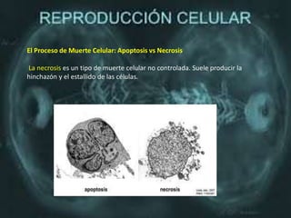 El Proceso de Muerte Celular: Apoptosis vs Necrosis
La necrosis es un tipo de muerte celular no controlada. Suele producir la
hinchazón y el estallido de las células.
 