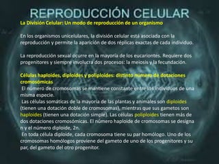 La División Celular: Un modo de reproducción de un organismo
En los organismos unicelulares, la división celular está asociada con la
reproducción y permite la aparición de dos réplicas exactas de cada individuo.
La reproducción sexual ocurre en la mayoría de los eucariontes. Requiere dos
progenitores y siempre involucra dos procesos: la meiosis y la fecundación.
Células haploides, diploides y poliploides: distinto número de dotaciones
cromosómicas
El número de cromosomas se mantiene constante entre los individuos de una
misma especie.
Las células somáticas de la mayoría de las plantas y animales son diploides
(tienen una dotación doble de cromosomas), mientras que sus gametos son
haploides (tienen una dotación simple). Las células poliploides tienen más de
dos dotaciones cromosómicas. El número haploide de cromosomas se designa
n y el número diploide, 2n.
En toda célula diploide, cada cromosoma tiene su par homólogo. Uno de los
cromosomas homólogos proviene del gameto de uno de los progenitores y su
par, del gameto del otro progenitor.
 