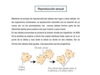 Reproducción sexual
Mediante el proceso de reproducciòn,las células dan lugar a otras células. En
los organismos unicelula...