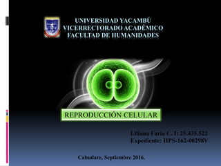 UNIVERSIDAD YACAMBÚ
VICERRECTORADO ACADÉMICO
FACULTAD DE HUMANIDADES
Liliana Faria C. I: 25.435.522
Expediente: HPS-162-00298V
REPRODUCCIÓN CELULAR
Cabudare, Septiembre 2016.
 
