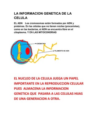 LA INFORMACION GENETICA DE LA
CELULA
EL ADN Los cromosomas están formados por ADN y
proteínas. En las células que no tienen núcleo (procariotas),
como en las bacterias, el ADN se encuentra libre en el
citoplasma. Y EN LAS MITOCONDRIAS
CROMATINA
FILAMENTO DE ADN
EL NUCLEO DE LA CELULA JUEGA UN PAPEL
IMPORTANTE EN LA REPRODUCCION CELULAR
PUES ALMACENA LA INFORMACION
GENETICA QUE PASARA A LAS CELULAS HIJAS
DE UNA GENERACION A OTRA.
 