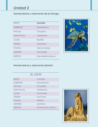 Unidad 2
Nomenclatura y taxonomía de la tortuga.
Nomenclatura y taxonomía del león
REINO Animalia
SUBREINO Eumetazooa
PHYLUM Chordata
SUB PHYLUM Vertebrata
CLASE Reptilia
ORDEN Testudines
FAMILIA Dernochyidae
GENERO Dermokelis
ESPECIE Dermokeliscorlacea
EL LEON
REINO Animalia
SUBREINO Eumetazooa
PHYLUM Chordata
SUB PHYLUM Vertebrata
CLASE mammalia
ORDEN Carnívoro
FAMILIA Felidae
GENERO panthera
ESPECIE Panthera leo (P.leo)
 
