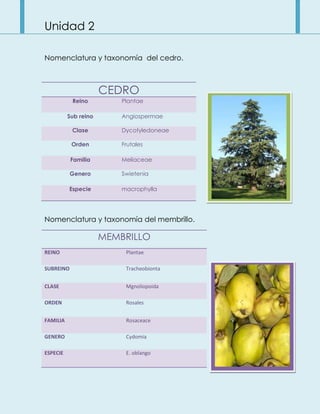 Unidad 2
Nomenclatura y taxonomía del cedro.
CEDRO
Reino Plantae
Sub reino Angiospermae
Clase Dycotyledoneae
Orden Frutales
Familia Meliaceae
Genero Swietenia
Especie macrophylla
Nomenclatura y taxonomía del membrillo.
MEMBRILLO
REINO Plantae
SUBREINO Tracheobionta
CLASE Mgnoliopoida
ORDEN Rosales
FAMILIA Rosaceace
GENERO Cydomia
ESPECIE E. oblango
 