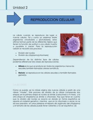 Unidad 2
La célula cuando se reproduce da lugar a
nuevas células. Tal y como ya sabemos existe
organismos unicelulares y pluricelulares, estos
últimos forman parte de los diferentes tejidos que
tienen la función de sustituir a una célula muerta
o ayudarla a crecer. Para la reproducción
celular se necesita dos procesos:
División del núcleo
División de citoplasma(citocinesis)
Dependiendo de los distintos tipos de células
podemos diferenciar dos clases de reproducciones:
Mitosis:es la que se produce en todos los organismos menos los
sexuales,también llamadas células somáticas.
Meiosis: se reproduce en las células sexuales o también llamados
gametos.
Como se puede ver la mitosis origina dos nuevas células a partir de una
célula “madre”. Este proceso de división de la célula comprende dos
etapas: en la primera etapa el núcleo se divide (cariocinesis o m itosis) y la
otra etapa el citoplasma se divide o citocinesis. Hay que tener en cuenta
que la división del núcleo es exacta en donde en forma equitativa se
reparte el material genetico, mientras que en la citocinesis a veces no se
da esa precisión, en otras palabras el reparto de orgánulos del citoplasma
y el tamaño de las células puede tener variantes o no ser equitativo; (3)
REPRODUCCION CELULAR
 