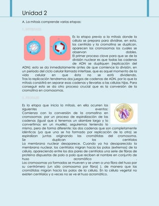 Unidad 2
A. La mitosis comprende varias etapas:
Es la etapa previa a la mitosis donde la
célula se prepara para dividirse, en esta,
los centríolo y la cromatina se duplican,
aparecen los cromosomas los cuales se
observan dobles.
El primer proceso clave para que se de la
división nuclear es que todas las cadenas
de ADN se dupliquen (replicación del
ADN); esto se da inmediatamente antes de que comience la división, en
un período del ciclo celular llamado interfase, que es aquel momento de la
vida celular en que ésta no se está dividiendo.
Tras la replicación tendremos dos juegos de cadenas de ADN, por lo que la
mitosis consistirá en separar esas cadenas y llevarlas a las células hijas. Para
conseguir esto se da otro proceso crucial que es la conversión de la
cromatina en cromosomas.
Es la etapa que inicia la mitosis, en ella ocurren los
siguientes eventos:
Comienza con la conversión de la cromatina en
cromosomas por un proceso de espiralización de las
cadenas (igual que si tenemos un alambre largo y lo
convertimos en un muelle), seguiremos teniendo lo
mismo, pero de forma diferente: las dos cadenas que son completamente
idénticas (ya que una se ha formado por replicación de la otra) se
espiralizan juntas originando las cromátidas del cromosoma.
Se duplican los centríolos
La membrana nuclear desaparece. Cuando ya ha desaparecido la
membrana nuclear, los centríolos migran hacia los polos (extremos) de la
célula, apareciendo entre los dos pares de centríolos una serie de fibras de
proteína dispuestas de polo a polo que reciben el nombre en conjunto de
huso acromático .
Los cromosomas ya formados se mueven y se unen a una fibra del huso por
su centrómero (un sólo cromosoma por fibra) ), de manera que las
cromátidas migran hacia los polos de la célula. En la célula vegetal no
existen centríolos y a veces no se ve el huso acromático.
 