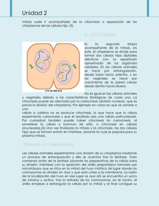 Unidad 2
mitosis suele ir acompañada de la citocinesis o separación de los
citoplasmas de las células hija. (5)
Es la segunda etapa
acompañante de la mitosis, en
esta, el citoplasma se divide para
formar dos células hijas diploides
idénticas con la repartición
aproximada de los orgánulos
celulares. En las células animales
se hace por estrangulación,
desde fuera hacia adentro, y en
las vegetales se hace por
crecimiento de la pared celular
desde dentro hacia afuera.
No es igual en las células animales
y vegetales debido a las características fisiológicas de cada una. La
citocinesis puede ser afectada por la cariocinesis (división nuclear), que es
previa la división del citoplasma. Por ejemplo en casos en que se somete a
una
célula a cafeína no se produce citocinesis, lo que hace que la célula
experimente cariocinesis y que el resultado sea una célula polinucleada.
Por curiosidad también puede haber citocinesis sin cariocinesis, al
someterse la célula a bromuro de etilo, o citocinesis en células
anucleadas.(5) Una vez finalizada la mitosis y la citocinesis, las dos células
hijas que se forman entran en interfase, durante la cual se prepara para su
próxima mitosis.
Las células animales experimentan una división de su citoplasma mediante
un proceso de estrangulación y ello se acentúa tras la telofase. Todo
comienza antes de la profase (durante los preparativos de la célula para
su división: interfase) con la aparición del anillo preprofásico formado por
microtúbulos que se sitúa en la mitad del huso mitótico (el lugar donde los
cromosomas se dividen en dos) y que está unido a la membrana. La razón
de la localización del huso en ese lugar es que ahí se encuentra un surco
de miosina y actina. Tras la retirada de los cromosomas, en el centro, el
anillo empieza a estrangular la célula por la mitad y al final consigue su
 