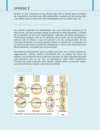 Unidad 2
división en dos, cayendo en las células hijas más o menos igual cantidad
de citoplasma. Los restos del anillo preprofásico quedan en las células hijas
y se utilizan para la formación del citoesqueleto de las células hijas. (6)
Las células vegetales se caracterizan por una citocinesis basada en la
tabicación, ya que la pared celular no permite la estrangulación. A finales
de la telofase se forma el fragmoplasto, vesículas de Golgi asociadas a
microtúbulos polares, esta es el resultado de la fusión de los microtúbulos
residuos de la mitosis y que se fusionan con los componentes de las
vesículas formando una nueva pared celular. La división en un principio no
es total sino que solo se divide los citoplasmas y están interconectados por
plasmodesmos, unos poros de comunicación
Recordemos brevemente que el anterior proceso de la mitosis permite la
regeneración, celular, nuestro crecimiento etc., es propio de todas las
células, con excepción de los gametos sexuales, es decir aquellas sexuales
que permiten que un ser vivo se reproduzca, para estos organismos
incluidos los seres humanos, esta división celular sobre un proceso doble,
que denominamos meiosis, veámoslo en detalle:
 