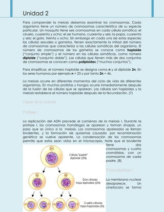 Unidad 2
Para comprender la meiosis debemos examinar los cromosomas. Cada
organismo tiene un número de cromosomas característico de su especie
particular. Un mosquito tiene seis cromosomas en cada célula somática; el
ciruelo, cuarenta y ocho; el ser humano, cuarenta y seis; la papa, cuarenta
y seis; el gato, treinta y ocho. Sin embargo en cada una de estas especies
las células sexuales o gametos, tienen exactamente la mitad del número
de cromosomas que caracteriza a las células somáticas del organismo. El
número de cromosomas de los gametos se conoce como haploide
(“conjunto simple”) y el número en las células somáticas, como número
diploide (“conjunto doble”). Las células que tienen más de dos conjuntos
de cromosomas se conocen como poliploides (“muchos conjuntos”).
Para simplificar, el número haploide se designa como n y al diploide 2n. En
los seres humanos por ejemplo n = 23 y por tanto 2n = 46.
La meiosis ocurre en diferentes momentos del ciclo de vida de diferentes
organismos. En muchos protistas y hongos ocurre inmediatamente después
de la fusión de las células que se aparean. Las células son haploides y la
meiosis restablece el número haploide después de la fecundación. (7)
La replicación del ADN precede el comienzo de la meiosis I. Durante la
profase I, los cromosomas homólogos se aparean y forman sinapsis, un
paso que es único a la meiosis. Los cromosomas apareados se llaman
bivalentes, y la formación de quiasmas causada por recombinación
genética se vuelve aparente. La condensación de los cromosomas
permite que estos sean vistos en el microscopio. Note que el bivalente
tiene dos
cromosomas y cuatro
cromátidas, con un
cromosoma de cada
padre. (8)
La membrana nuclear
desaparece. Un
cinetocoro se forma
 