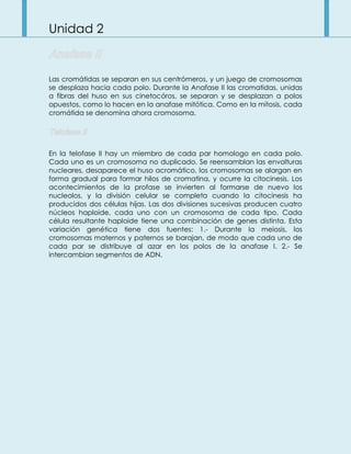 Unidad 2
Las cromátidas se separan en sus centrómeros, y un juego de cromosomas
se desplaza hacia cada polo. Durante la Anafase II las cromatidas, unidas
a fibras del huso en sus cinetocóros, se separan y se desplazan a polos
opuestos, como lo hacen en la anafase mitótica. Como en la mitosis, cada
cromátida se denomina ahora cromosoma.
En la telofase II hay un miembro de cada par homologo en cada polo.
Cada uno es un cromosoma no duplicado. Se reensamblan las envolturas
nucleares, desaparece el huso acromático, los cromosomas se alargan en
forma gradual para formar hilos de cromatina, y ocurre la citocinesis. Los
acontecimientos de la profase se invierten al formarse de nuevo los
nucleolos, y la división celular se completa cuando la citocinesis ha
producidos dos células hijas. Las dos divisiones sucesivas producen cuatro
núcleos haploide, cada uno con un cromosoma de cada tipo. Cada
célula resultante haploide tiene una combinación de genes distinta. Esta
variación genética tiene dos fuentes: 1.- Durante la meiosis, los
cromosomas maternos y paternos se barajan, de modo que cada uno de
cada par se distribuye al azar en los polos de la anafase I. 2.- Se
intercambian segmentos de ADN.
 