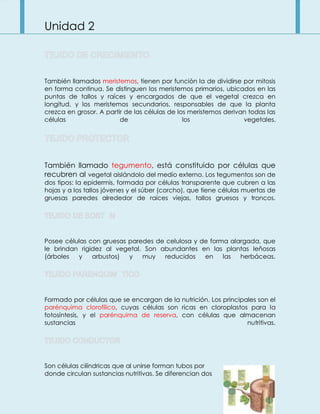 Unidad 2
También llamados meristemos, tienen por función la de dividirse por mitosis
en forma continua. Se distinguen los meristemos primarios, ubicados en las
puntas de tallos y raíces y encargados de que el vegetal crezca en
longitud, y los meristemos secundarios, responsables de que la planta
crezca en grosor. A partir de las células de los meristemos derivan todas las
células de los vegetales.
También llamado tegumento, está constituido por células que
recubren al vegetal aislándolo del medio externo. Los tegumentos son de
dos tipos: la epidermis, formada por células transparente que cubren a las
hojas y a los tallos jóvenes y el súber (corcho), que tiene células muertas de
gruesas paredes alrededor de raíces viejas, tallos gruesos y troncos.
Posee células con gruesas paredes de celulosa y de forma alargada, que
le brindan rigidez al vegetal. Son abundantes en las plantas leñosas
(árboles y arbustos) y muy reducidos en las herbáceas.
Formado por células que se encargan de la nutrición. Los principales son el
parénquima clorofílico, cuyas células son ricas en cloroplastos para la
fotosíntesis, y el parénquima de reserva, con células que almacenan
sustancias nutritivas.
Son células cilíndricas que al unirse forman tubos por
donde circulan sustancias nutritivas. Se diferencian dos
 