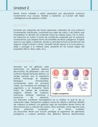 Unidad 2
tienen forma variable y están separados por abundante sustancia
fundamental muy viscosa, flexible y resistente. La función del tejido
cartilaginoso es de soporte y sostén.
Formado por osteocitos de forma aplanada, rodeados de una sustancia
fundamental calcificada, constituida por sales de calcio y de fósforo que
imposibilitan la difusión de nutrientes hacia las células óseas. Por lo tanto,
los osteocitos se nutren a través de canalículos rodeados por la sustancia
fundamental, que adopta forma de laminillas de fibras colágenas. El tejido
óseo es muy rígido y resistente, siendo su principal función la protección de
órganos vitales (cráneo y tórax). También brinda apoyo a la musculatura y
aloja y protege a la médula ósea, presente en los huesos largos del
esqueleto (fémur, tibia, radio, etc.).
formado por los glóbulos rojos
(eritrocitos), los glóbulos blancos
(leucocitos), las plaquetas y por una
sustancia líquida llamada plasma. La
sangre permite que el organismo
animal mantenga el equilibrio
fisiológico (homeostasis),
fundamental para los procesos
vitales. Sus funciones son proteger al
organismo y el transporte hacia
todas las células de nutrientes,
oxígeno, dióxido de carbono,
hormonas, enzimas, vitaminas y
productos de desecho.
Los eritrocitos contienen hemoglobina en su interior, lo que le da su
coloración rojiza. Transportan oxígeno hacia las células y eliminan dióxido
de carbono al exterior. Los glóbulos rojos de mamíferos tienen forma de
disco bicóncavo y carecen de núcleo. Otros animales, como algunas aves,
tienen eritrocitos nucleados y de forma ovalada.
Los leucocitos tienen por función proteger al organismo de gérmenes
patógenos y cuerpos extraños. Hay glóbulos blancos denominados
 