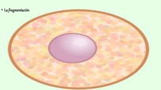 • La fragmentación
 
