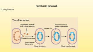 Reproducción parasexual:
• Transformación
 