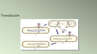 Transducción
 