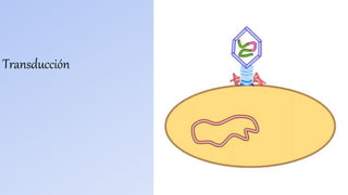 Transducción
 
