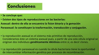 Conclusiones:
• Se concluye que:
• Existen dos tipos de reproducciones en las bacterias:
Asexual: dentro de ella se encuentra la fision binaria y la gemación
Parasexual: lo constituyen la trasformación, transducción y conjugación.
• la reproducción asexual es el sistema más primitivo de reproducción,
Consideramos éste un sistema asexual pues, a partir de una sola célula original se
originan dos individuos genéticamente idénticos entre sí, es decir clones.
• La reproducción parasexual es cuando la célula bacteriana tiene la oportunidad
de intercambiar información genética por procesos de recombinación.
 